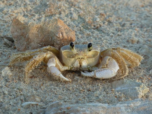 strand, oceaan, dier, eten, wildlife, tropisch