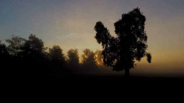 landscape, tree, nature, horizon, branch, silhouette