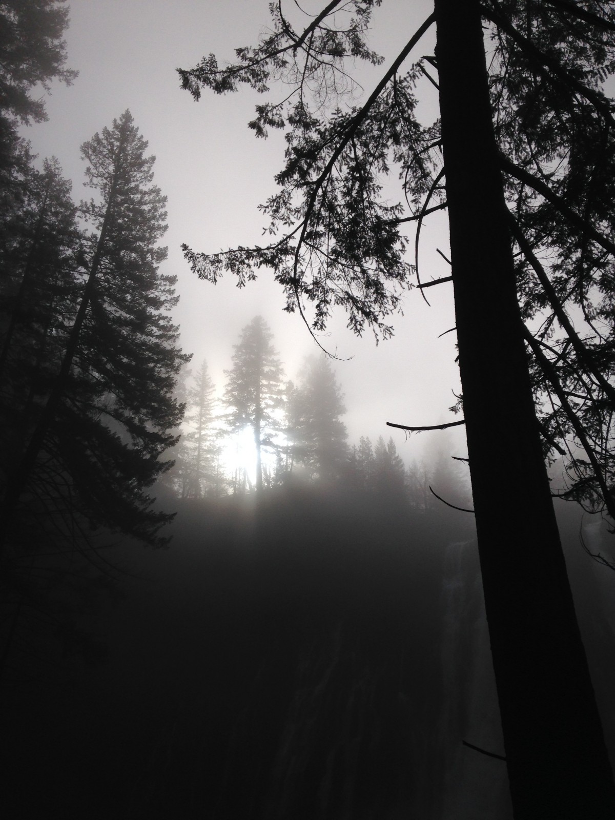 tree, forest, branch, winter, light, black and white, plant, sun, fog, mist, sunlight, morning, leaf, atmosphere, evergreen, weather, darkness, monochrome, trees, pines, monochrome photography, atmospheric phenomenon, woody plant