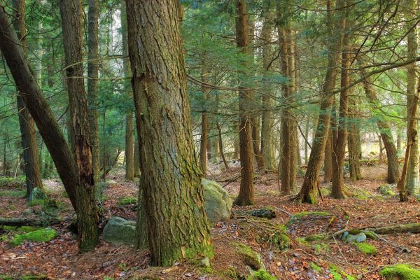 arbre, la nature, forêt, région sauvage, branche, plante