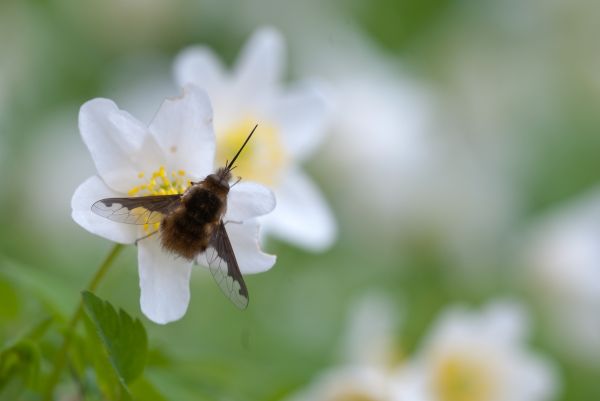 natur, blomma, vinge, växt, fotografi, vit