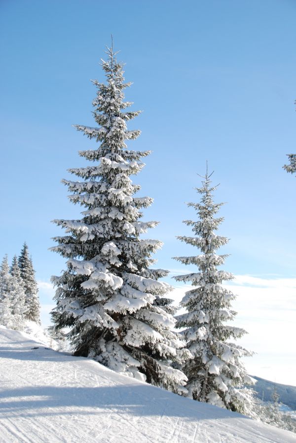 tree,branch,mountain,snow,winter,plant