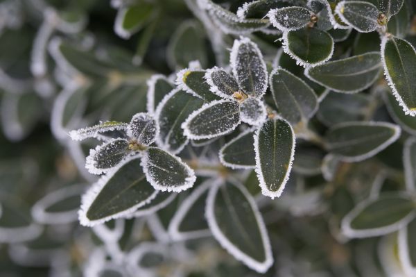 Baum, Natur, Ast, Schnee, kalt, Winter