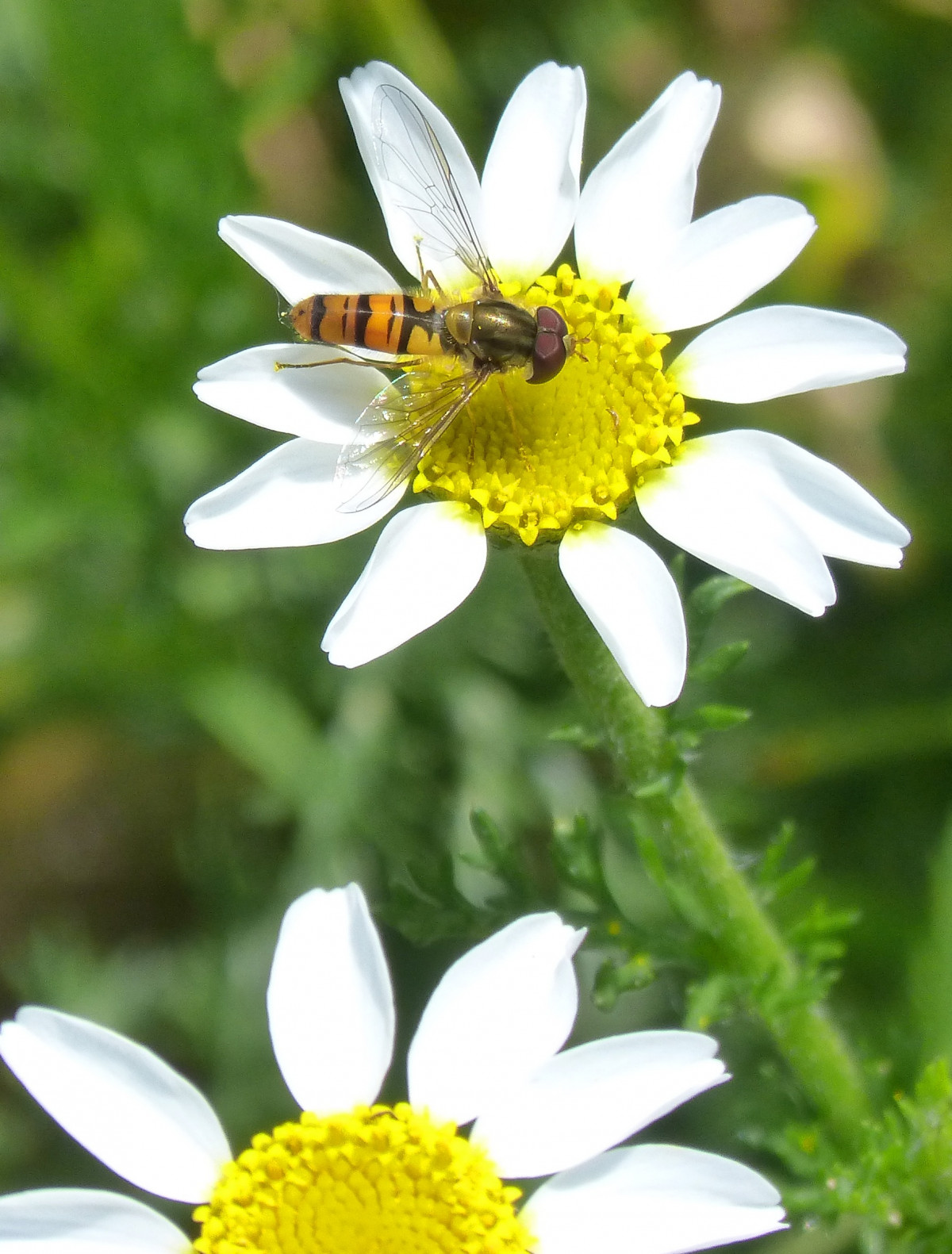 bitki, çayır, çiçek, taçyaprağı, papatya, polen, Bitki, böcek, botanik, bitki örtüsü, fauna, omurgasız, yabani çiçek, Havucu, Syrphidae, bal arısı, nektar, Makro fotoğrafçılığı, Çiçekli bitki, bal arısı, Papatya ailesi, Sahte wasp, Episyrphus balteatus, Okseye papatya, Kara bitki, Chamaemelum nobile, Marguerite papatya, Zar kanatlı böcek