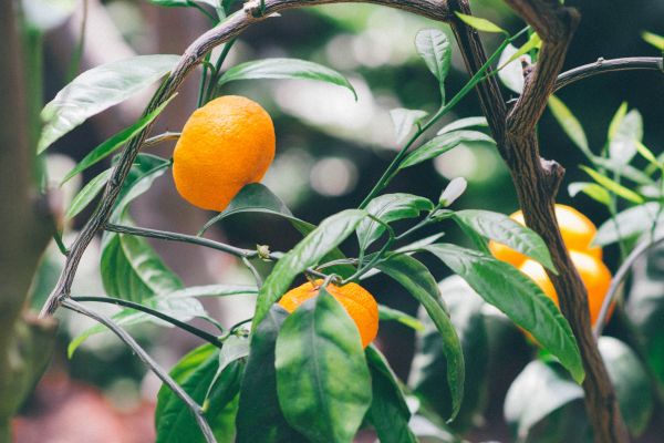 planta, Fruta, árbol, naturaleza, rama, hoja