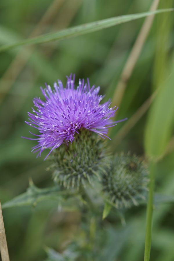 blühen, stachelig, Pflanze, Prärie, Blume, lila