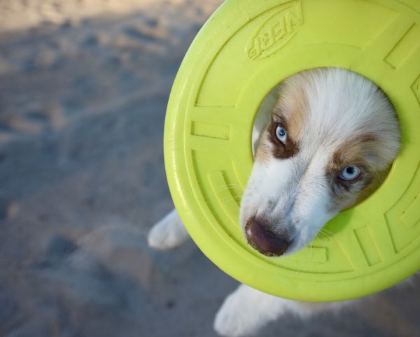 anak anjing, anjing, pantai, alam, Outdoor, pasir