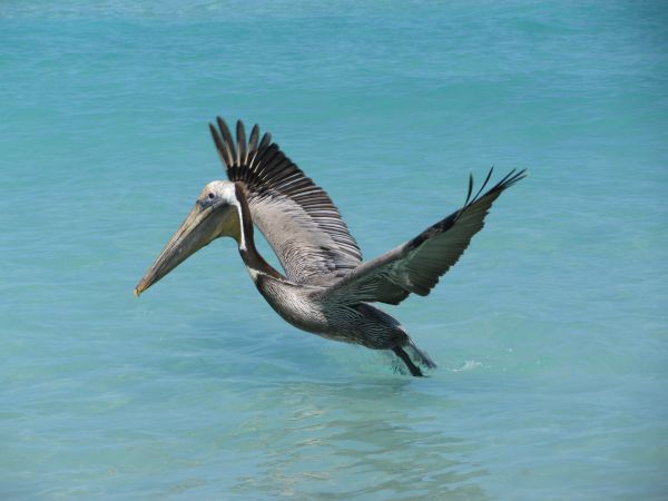 ocean,pasăre,aripă,pelican,seabird,animale sălbatice