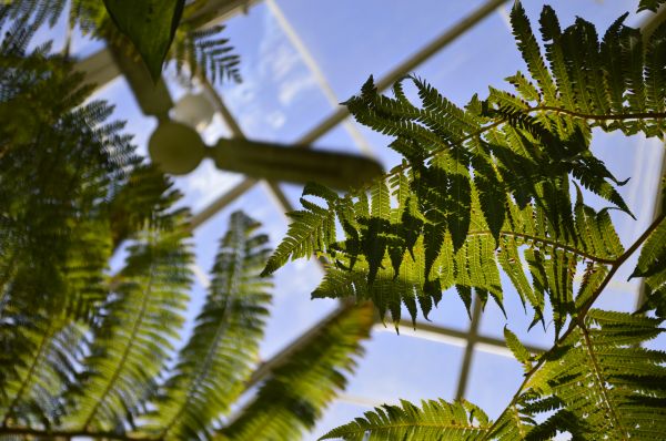 árbol, naturaleza, bosque, rama, planta, cielo