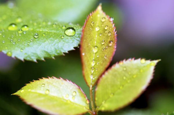 árbol, agua, naturaleza, césped, rama, soltar