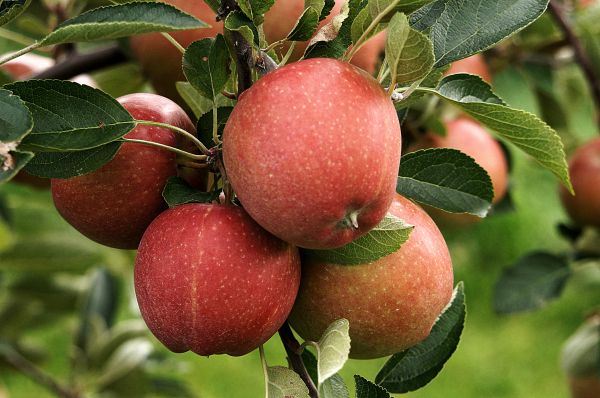 naturaleza,manzana,rama,planta,Fruta,flor