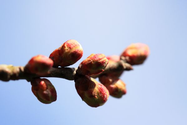 木, ブランチ, 花, 工場, 写真, フルーツ