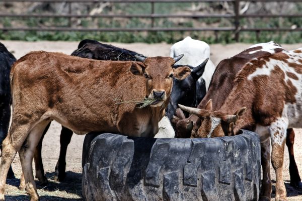 farm,animal,cow,cattle,rural,herd