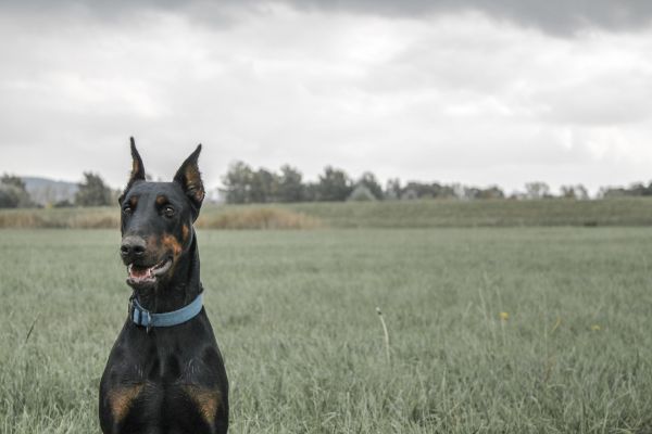 風景,自然,草,フィールド,犬,草原