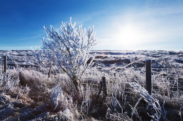 paysage,arbre,la nature,neige,région sauvage,Montagne