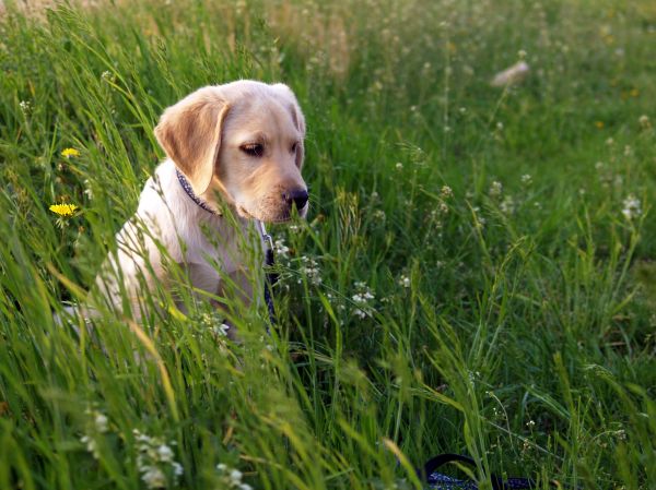 græs,græsplæne,eng,hundehvalp,hund,blomst