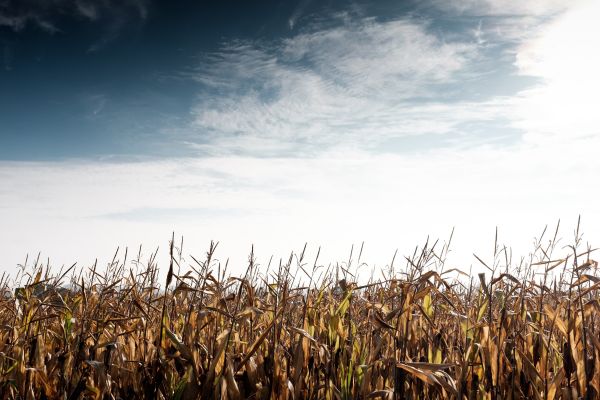 paysage,la nature,herbe,plante,ciel,champ