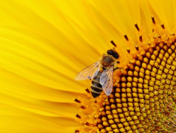 Natur,Pflanze,blühen,Sonne,Fotografie,Blume