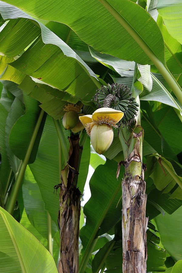 copac,natură,ramură,plantă,fruct,frunze