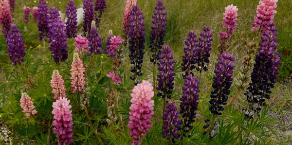 natuur, bloesem, fabriek, veld-, weide, prairie