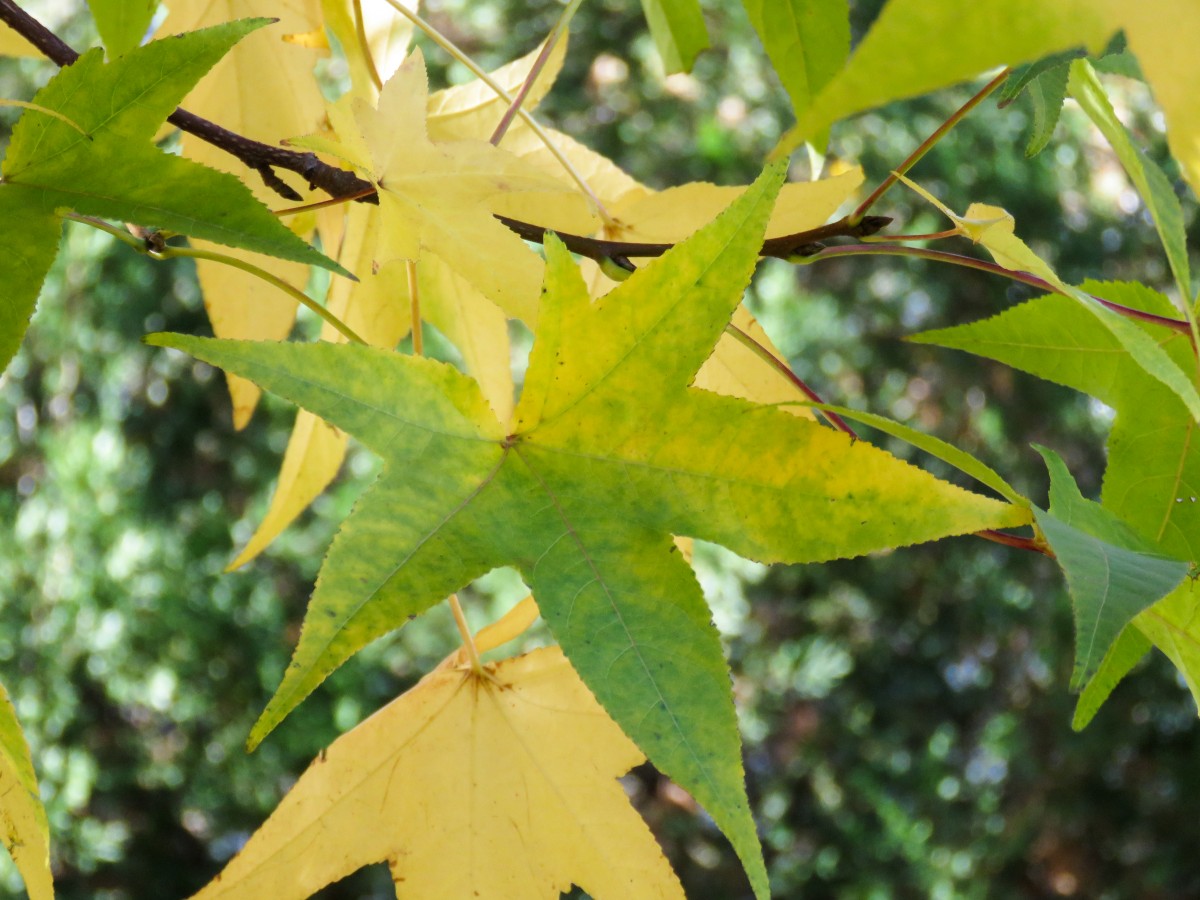 Baum, Natur, draussen, Ast, Pflanze, Sonnenlicht, Blatt, Blume, Grün, produzieren, Herbst, Botanik, Gelb, Flora, Jahreszeit, Ahornbaum, Ahornblatt, Blätter, Publicdomain, Strauch, Abscheulich, blühende Pflanze, Maidenhair baum, Holzige Pflanze, Landanlage