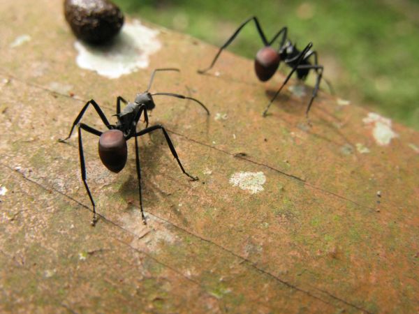 dyreliv, insekt, fauna, hvirvelløse, tæt på, naturlig