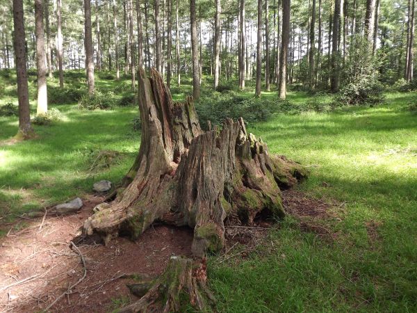 copac,natură,pădure,mlaştină,plantă,lemn