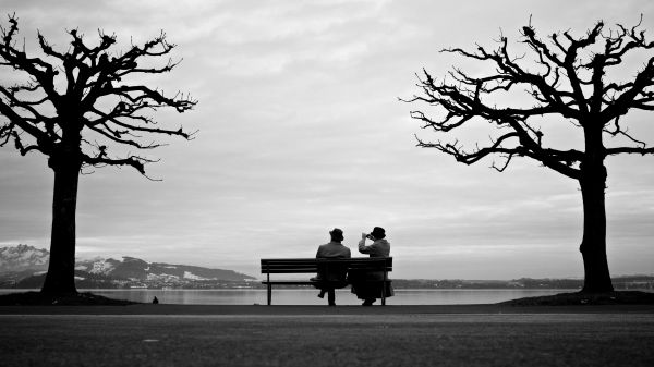 tree, silhouette, black and white, plant, white, sunset