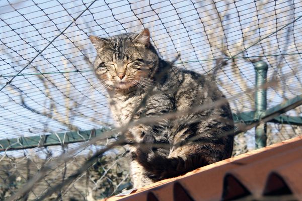 Франция,Европа,котка,бозайник,приют,фауна