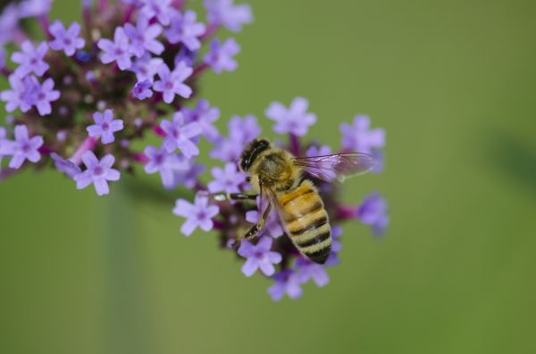 naturaleza, flor, planta, fotografía, flor, polen