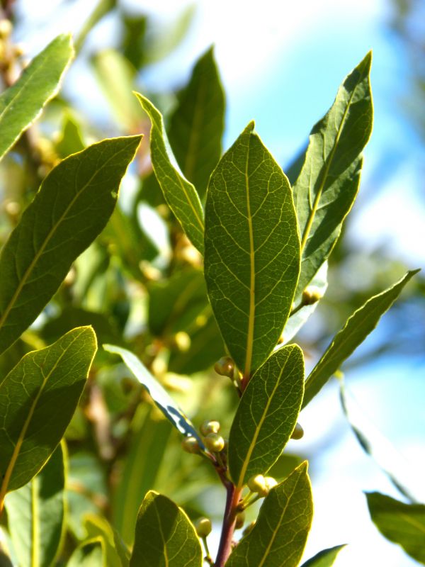 árbol, rama, planta, Fruta, luz de sol, hoja