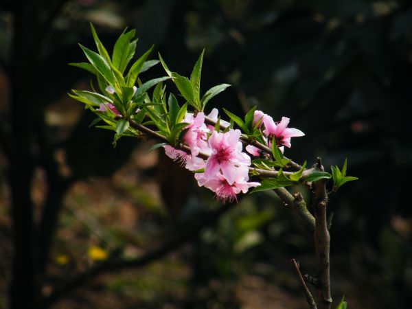 árbol,naturaleza,rama,flor,planta,hoja