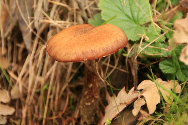 la nature,forêt,feuille,l'automne,sol,botanique