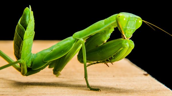 verde, călugăriță, insectă, închide, faună, nevertebrat