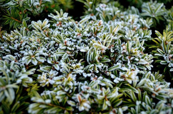 Baum, Natur, Ast, blühen, Pflanze, Blatt