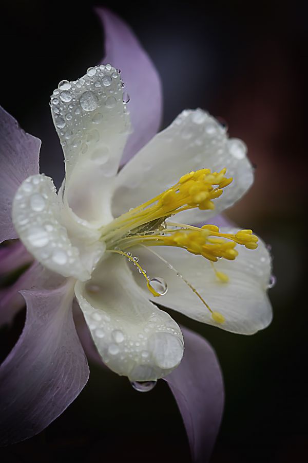 natură, inflori, plantă, fotografie, floare, alb