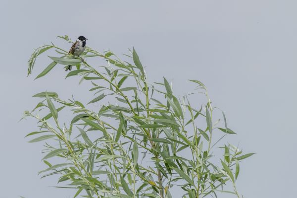 drzewo,Natura,na wolnym powietrzu,gałąź,ptak,trawa