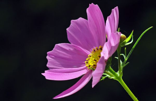 alam,mekar,menanam,fotografi,bunga,daun bunga