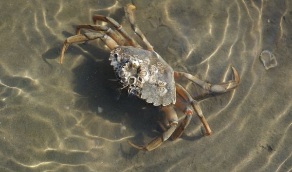 makanan, biologi, makanan laut, kerang-kerangan, fauna, Kepiting