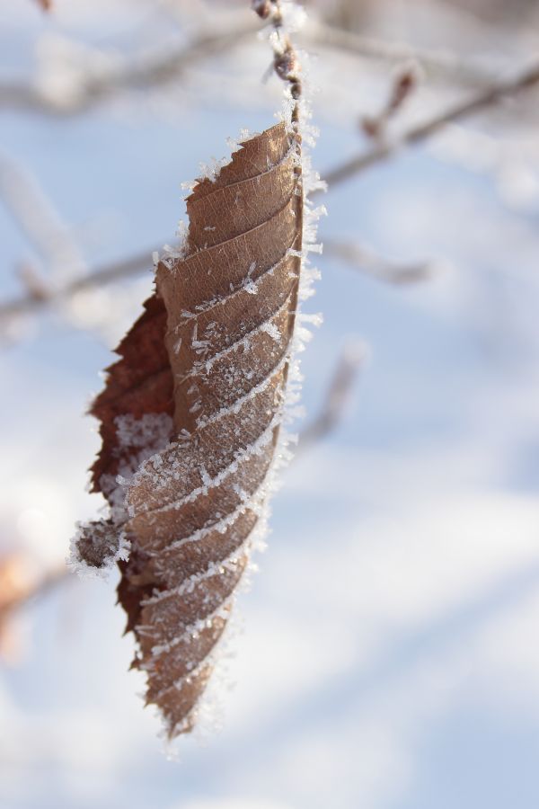 árvore, natureza, ramo, neve, frio, inverno