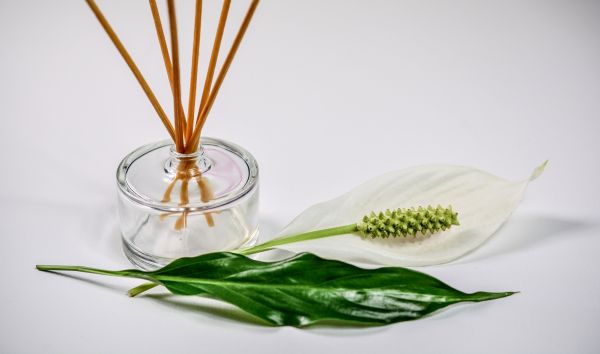 nature,plant,leaf,flower,glass,home