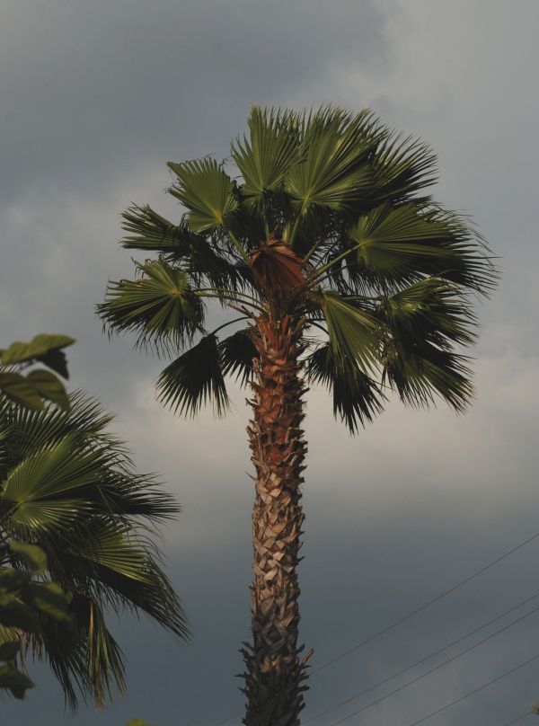 tree,branch,plant,flower,city,leaf