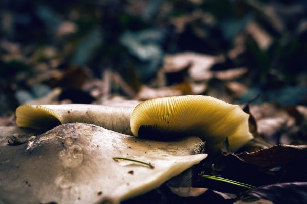 自然,キノコ,動物相,閉じる,生物学,黄