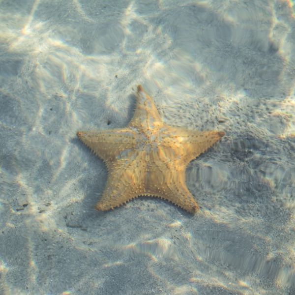 playa,mar,arena,Oceano,estrella,animal