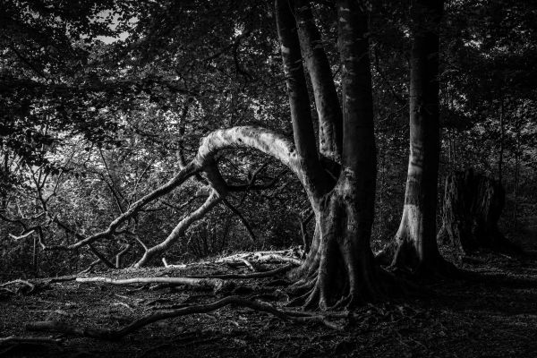 árbol,naturaleza,ligero,en blanco y negro,bosque,rama