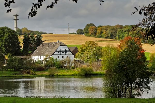 пейзаж, дърво, вода, природа, гора, трева