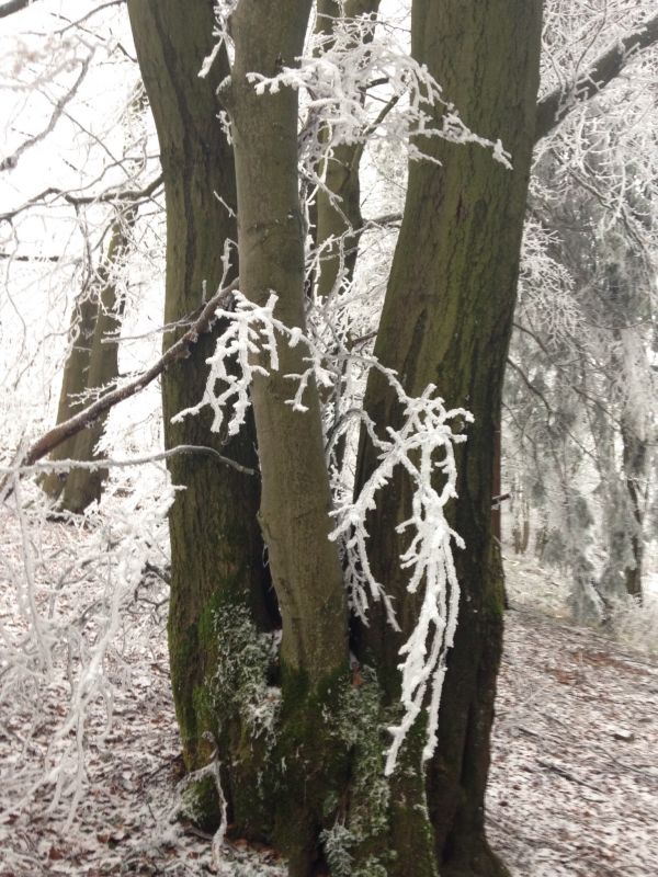 Baum, Wald, Ast, Winter, Pflanze, kalt