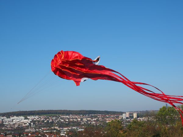 cielo,fiore,vento,rosso,autunno,blu