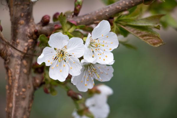 træ, natur, afdeling, blomst, plante, hvid