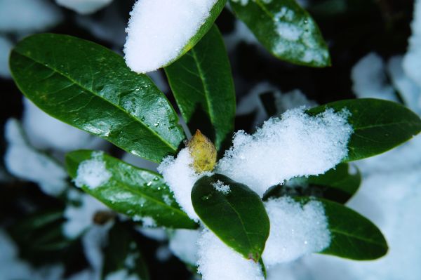 albero, natura, ramo, fiorire, la neve, inverno